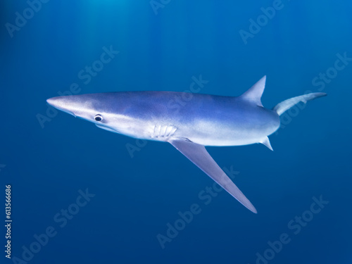 Blue Shark Tintorera