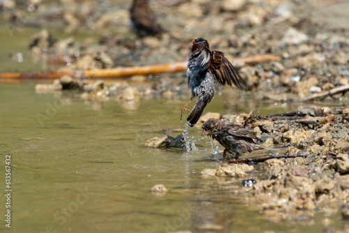 Passer montanus - Vrabie de camp - Eurasian tree sparrow
