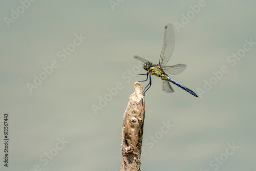 Orthetrum cancellatum
