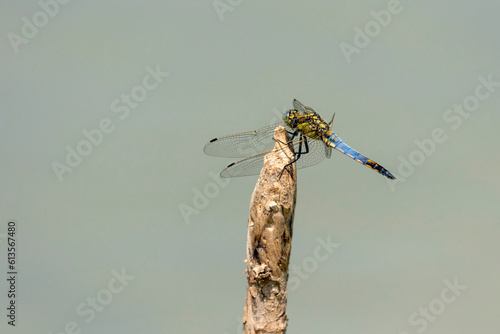 Orthetrum cancellatum