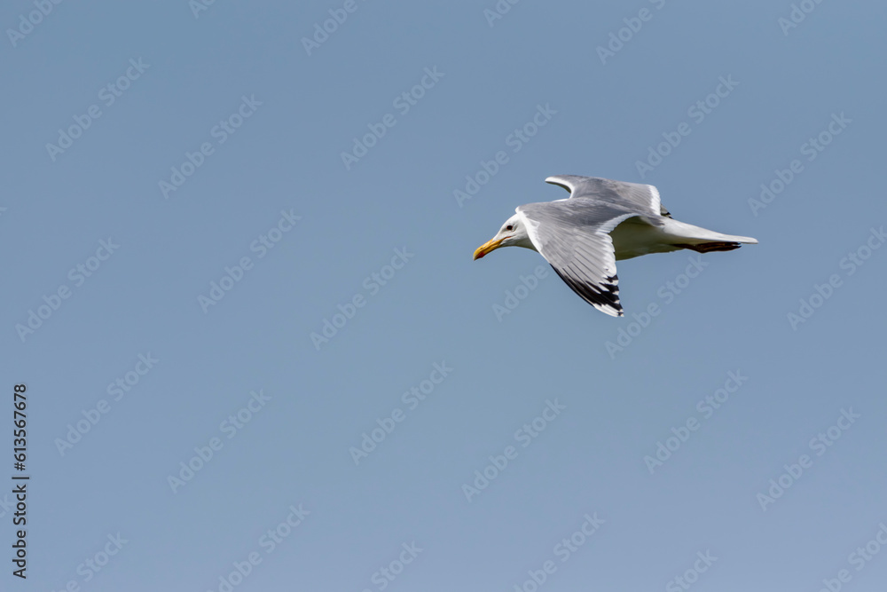 Larus cachinnans - Pescarus pontic - Caspian gull Larus cachinnans - Pescarus pontic - Caspian gull