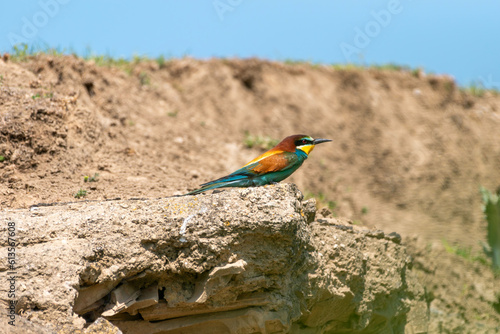 European bee-eater