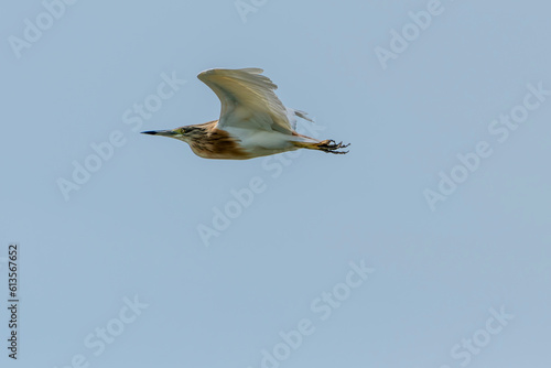 Squacco heron