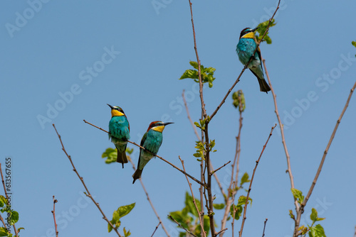 Merops apiaster - Prigorie - European bee-eater
