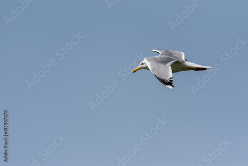 Larus cachinnans - Pescarus pontic - Caspian gull