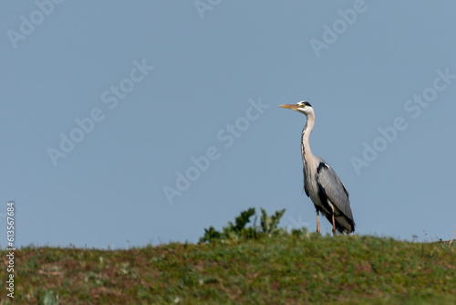 Ardea cinerea - Starc cenusiu - Grey heron