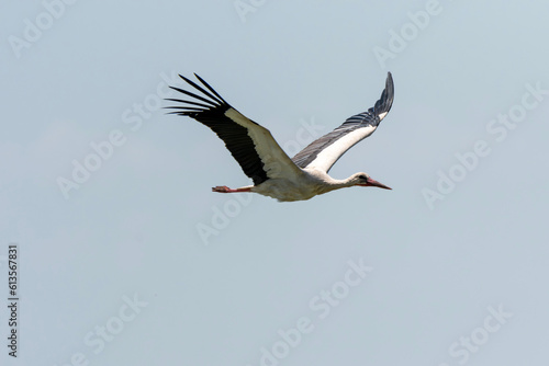Ciconia ciconia - Barza alba - White stork