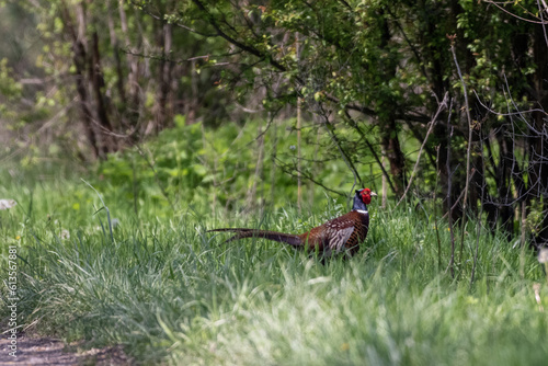 Ring-necked Pheasant