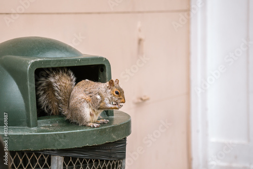Squirrel sitting on top of public trash recepticle eating garbage in public park.