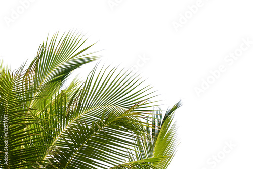 Palm tree leaves isolated on white background 
