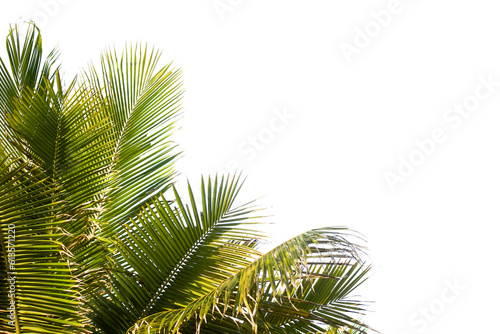 Coconut tree leaves isolated on white © D85studio