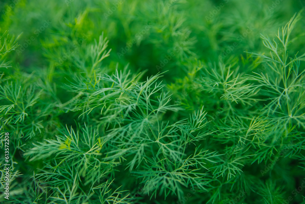 Green dill leaves in the garden. Organic farm. Healthy eating. Foods rich in vitamins. Agricultural industry. Natural background. Fragrant seasoning. Green dill leaves in the garden. Organic farm. Healthy eating. Foods rich in vitamins. Agricultural industry. Natural background. Fragrant seasoning.