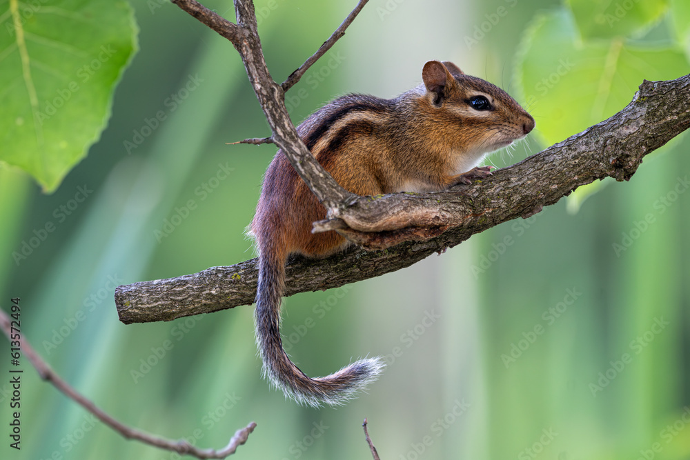 Open mouthed eastern chipmunk resting along a branch with curled tail hanging down against a blurred green background