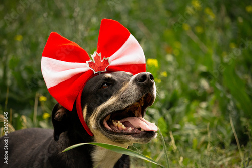 Canada Day Dog Smiling with Green Grass Background and Space for Text