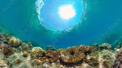 Underwater fish reef marine. Tropical colourful underwater seascape. Philippines. © Alex Traveler