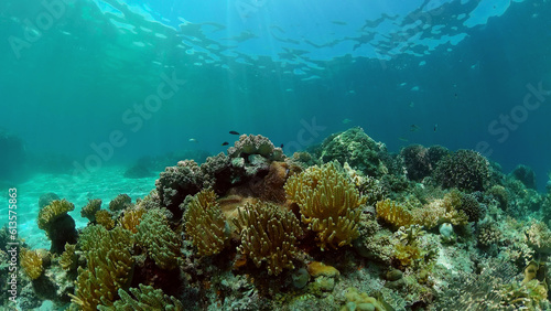 Underwater fish reef marine. Tropical colourful underwater seascape. Philippines. © Alex Traveler