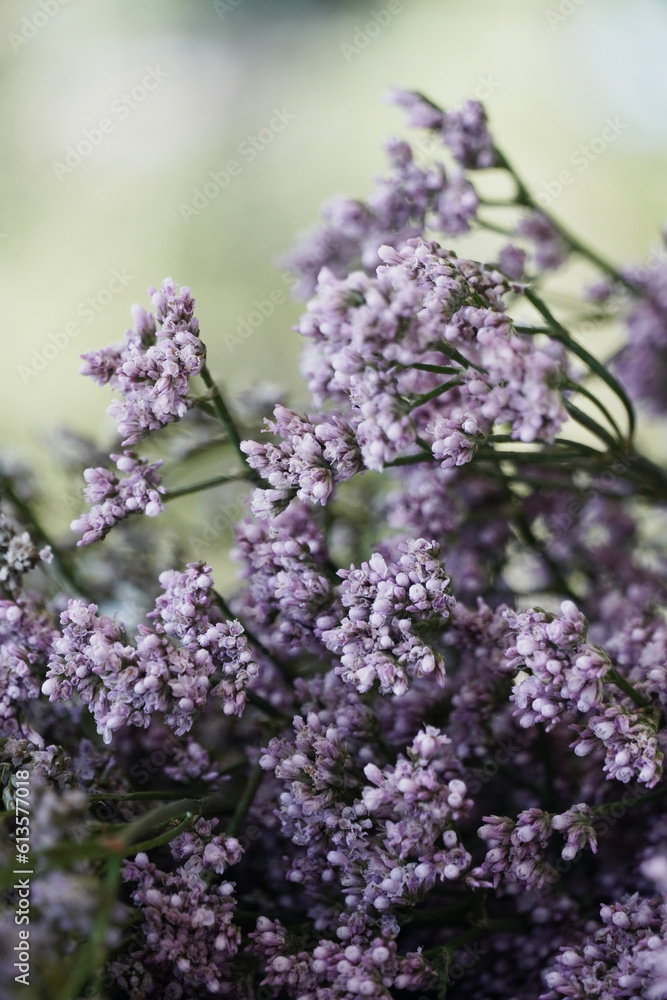 Bouquet of small purple flowers. Delicate floral background. Limonium flowers in nature. Bouquet of small purple flowers. Delicate floral background. Limonium flowers in nature.