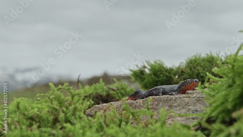 The Alpine newt with mountains on background (Ichthyosaura alpestris) photo