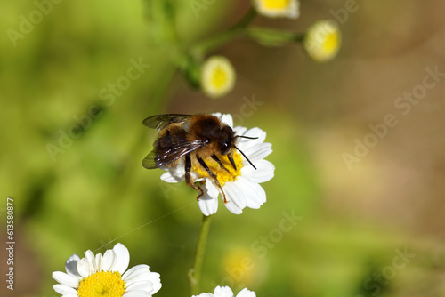 Fork-tailed Flower Bee (Anthophora furcata), family Apidae. Flowers of feverfew (Tanacetum parthenium), family Asteraceae. June, Dutch garden