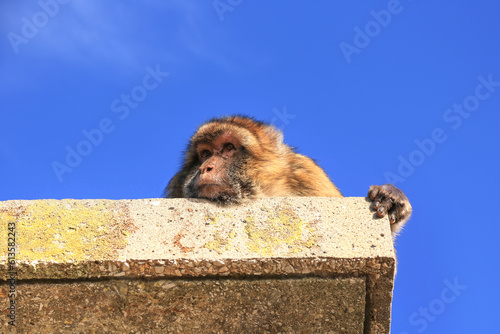 A Gibraltar macaque lies on the roof of the building against the blue sky. The face of the monkey with an interested eye. Rock of Gibraltar, UK. Copy space.