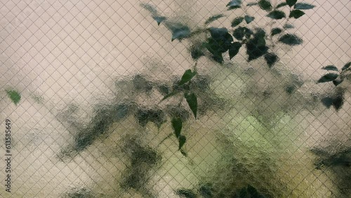 Burred green leaves behind frosted glass of window. 