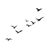 a flock of flying birds