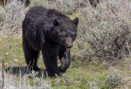 Black Bear in Yellowstone National Park Wyoming in Springtime