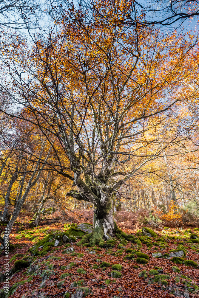 Old beech tree with autumnal golden coloured foliage in a mossy forest