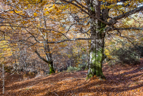 European beech trees with autumnal golden coloured foliage in a mossy forest