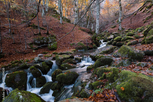 Narrow mountain river flowing across a mossy beech forest photo