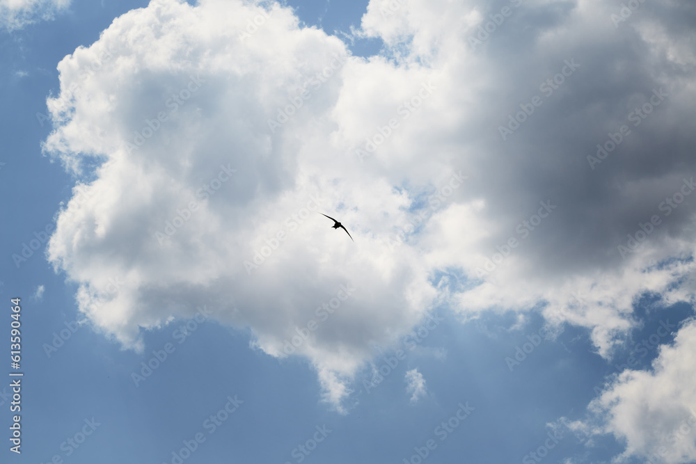 Black silhouette of a flying bird against white clouds high in the sky