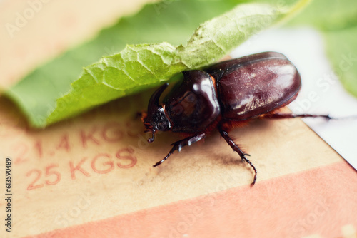 Rhinoceros beetle on a parcel box and the caption 25kg in front of it. Delivery of goods, parcels of mail. Environmental materials for paper and cellulose production. photo