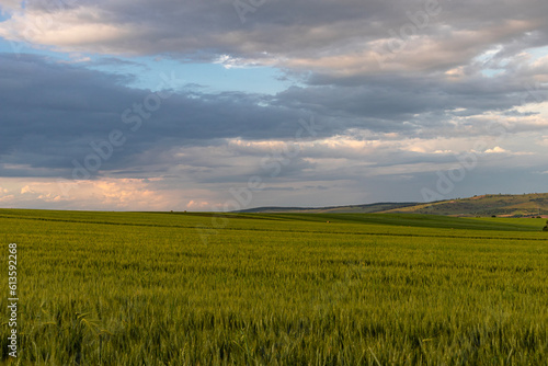 Rural landscape photography with grain fields and meadows  taken in the summer  on cloudy weather  at sunset. 