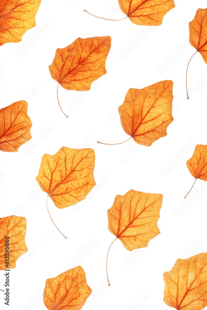 Obraz premium Autumn poplar leaves isolated on white background. Minimal pattern with fallen autumn leaves, orange yellow colored textured foliage, autumnal herbarium. Nature flat lay with fall leaf with viens