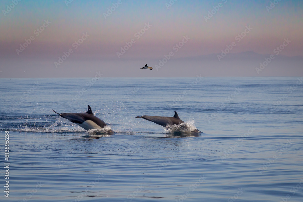 Fototapeta premium Dolphin jumping 2