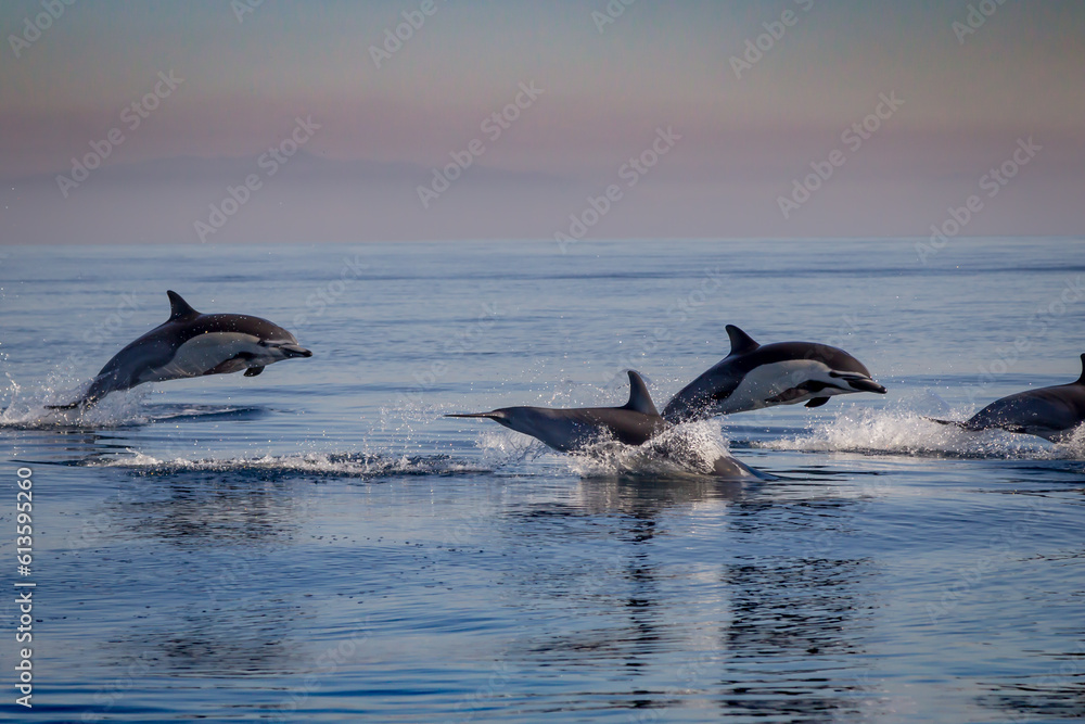 Fototapeta premium Dolphin Jumping