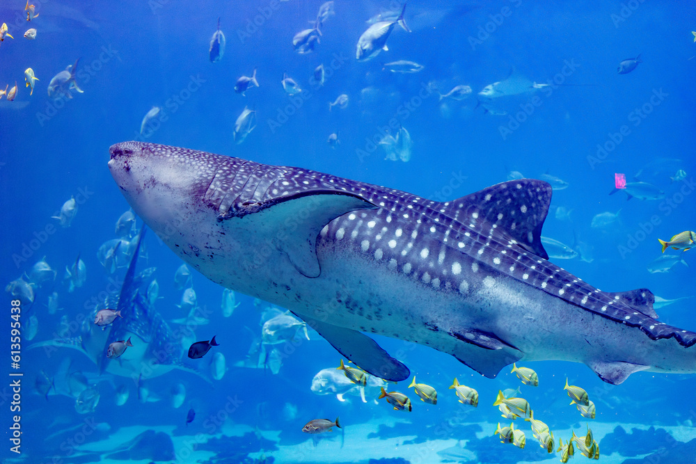 Whale Shark Whale Shark