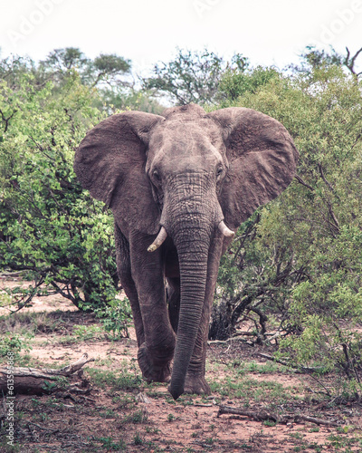 Elefant im Kruger-Nationalpark