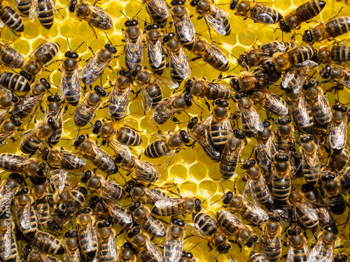 
Bees together build honeycombs on a pre-marked sheet of foundation.
Bees together build honeycombs on a pre-marked sheet of foundation.