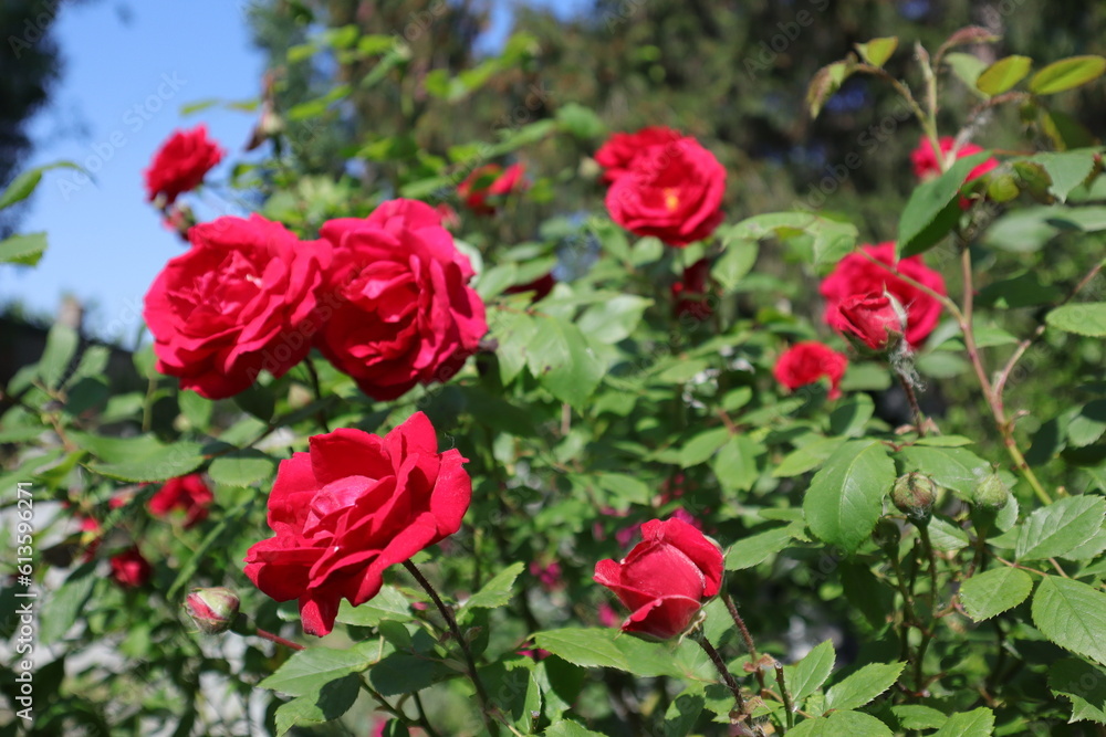 Rose, Beautiful Spring Flowers in a Garden. Nature Flora