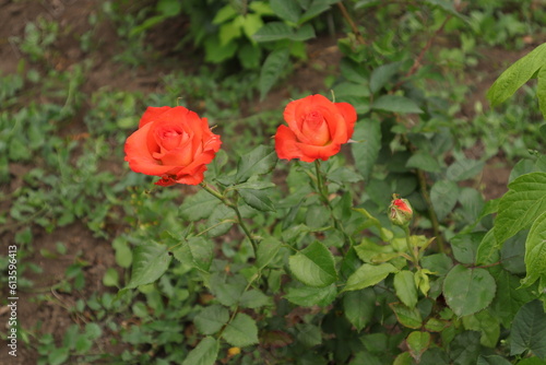 Rose, Beautiful Spring Flowers in a Garden. Nature Flora © s