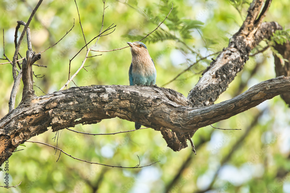 Indian roller bird or the blue jay sitting on the tree at Pench National Park. This can be used as a wallpaper Indian roller bird or the blue jay sitting on the tree at Pench National Park. This can be used as a wallpaper