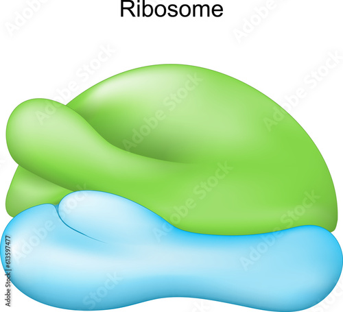Ribosome. Cell organelle for Protein synthesis.