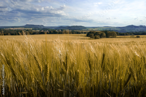 Weizenfeld, Getreidefeld in Sachsen (Elbsandsteingebirge)