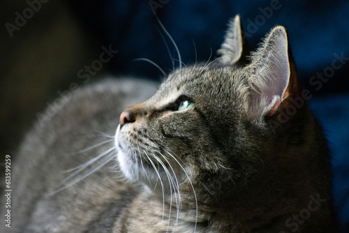 Close up of a gray tabby cat. 