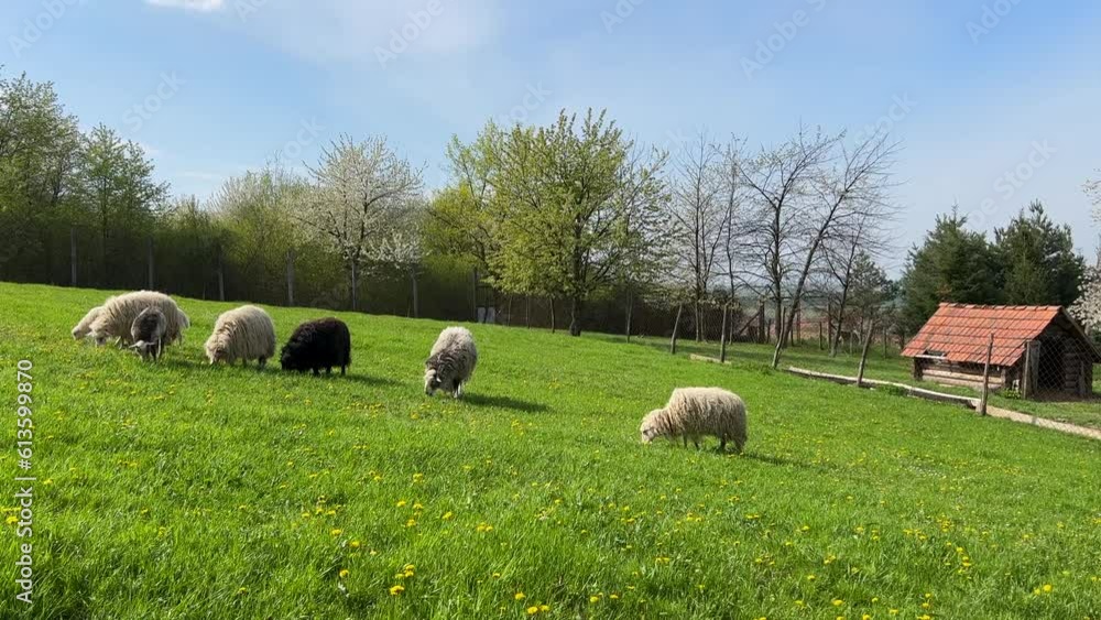 Flock of sheep grazing in the green meadow Flock of sheep grazing in the green meadow