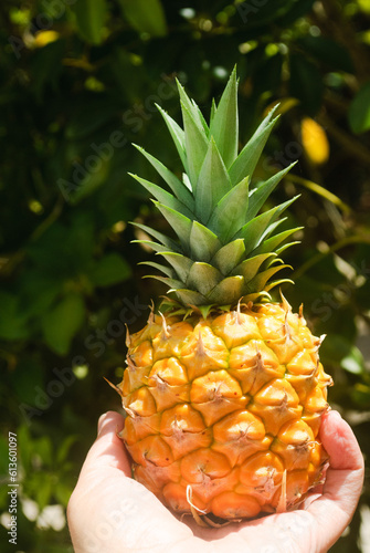 yellow pineapple fruit  in the hands 