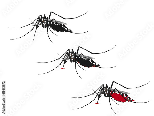 Aedes mosquito on a white background.