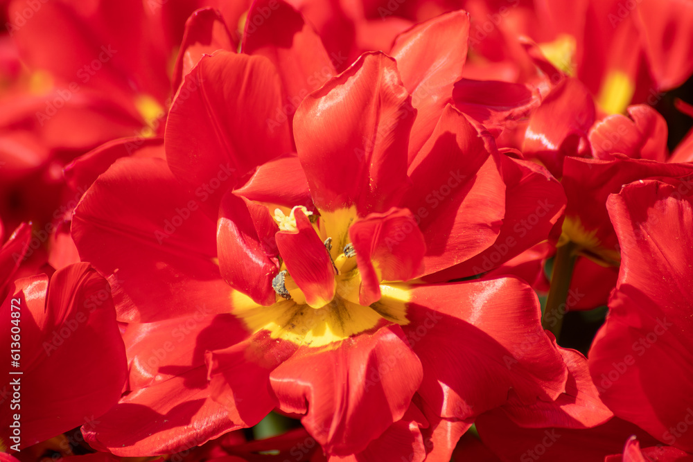 Red decorative tulip flower blooming close-up, sunny spring flowerbed with blurred background Red decorative tulip flower blooming close-up, sunny spring flowerbed with blurred background