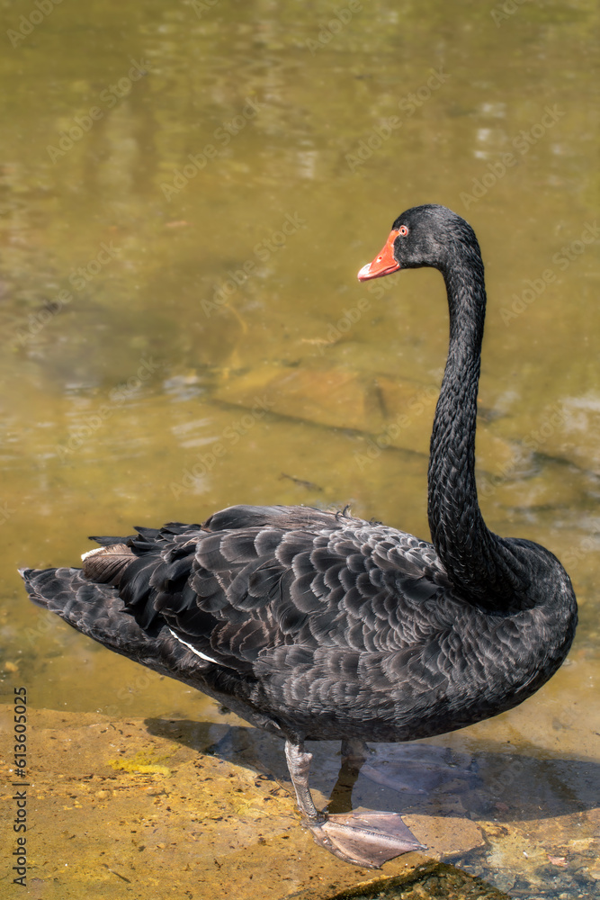Fototapeta premium Black swan, large waterbird with a long flexible neck and red beak standing in glossy pond water surface with blurry background